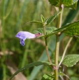 Scutellaria galericulata