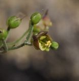 Scrophularia scopolii