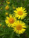 Inula britannica