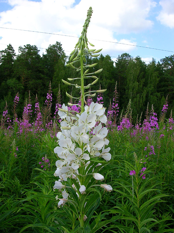 Изображение особи Chamaenerion angustifolium.