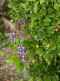 Duranta erecta