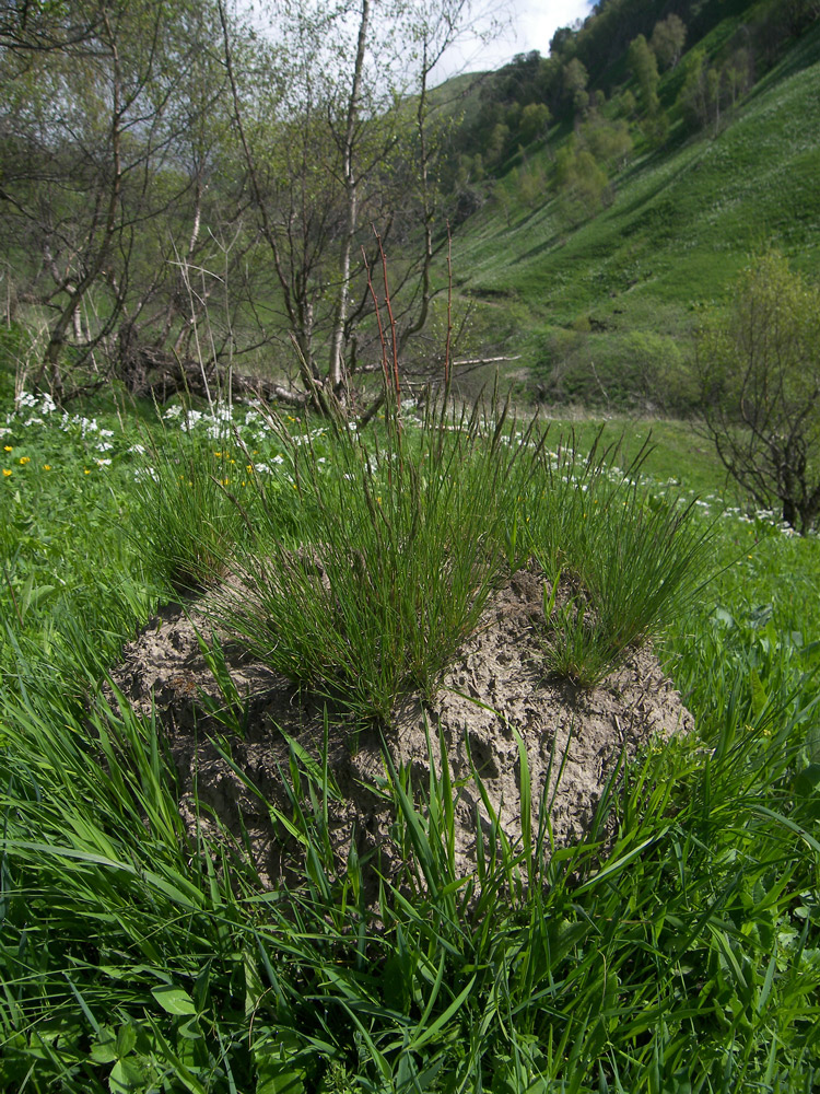 Image of Festuca rubra specimen.