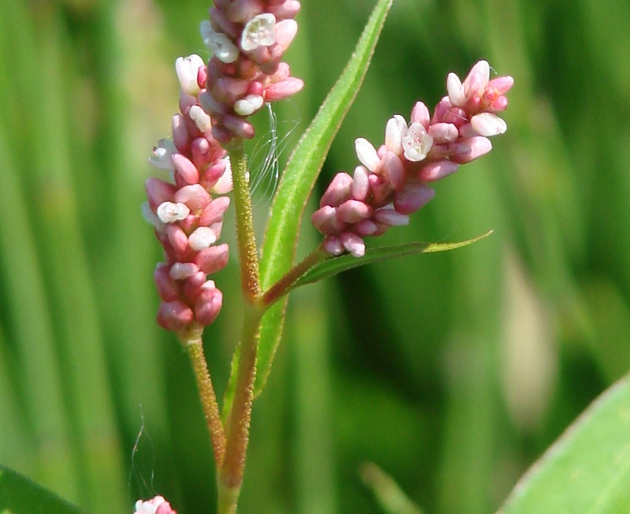 Image of genus Persicaria specimen.