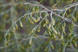 Artemisia santonicum