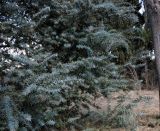 Acacia baileyana. Ветви вегетирующего дерева. Израиль, Шарон, пос. Кфар Монаш, ботанический сад \"Хават Ганой\". 31.08.2015.