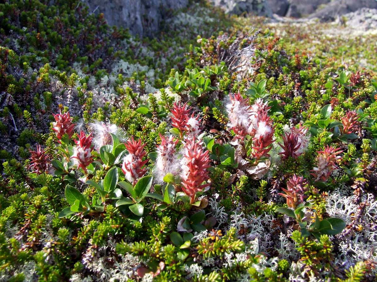 Изображение особи Salix myrsinites.