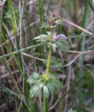 Lamium amplexicaule var. orientale