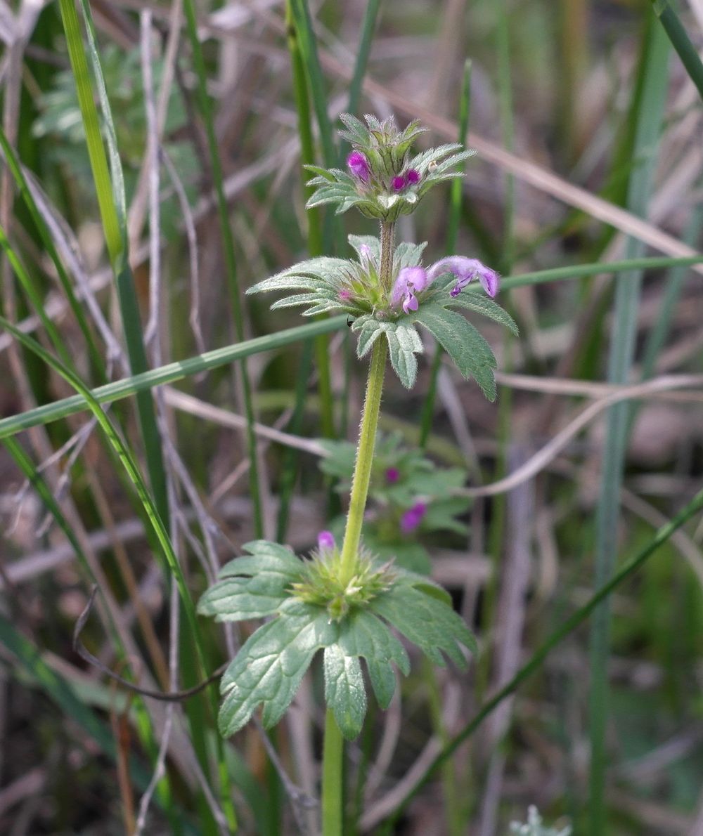 Изображение особи Lamium amplexicaule var. orientale.