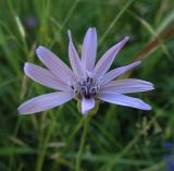 Scorzonera purpurea