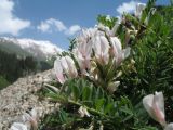 Astragalus tetrastichus