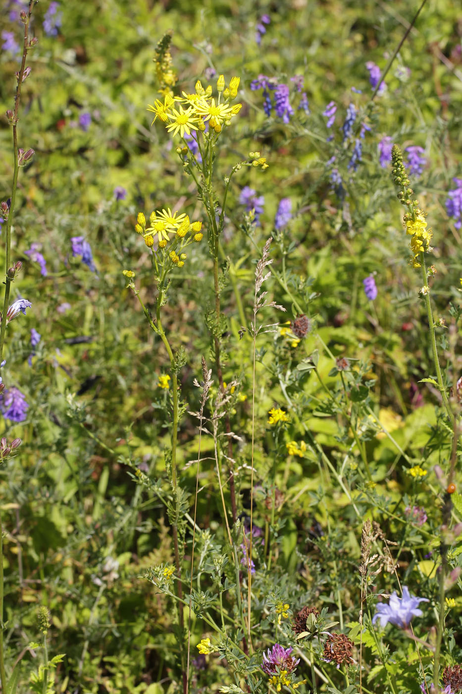 Изображение особи Senecio jacobaea.