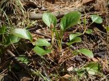 Pyrola incarnata