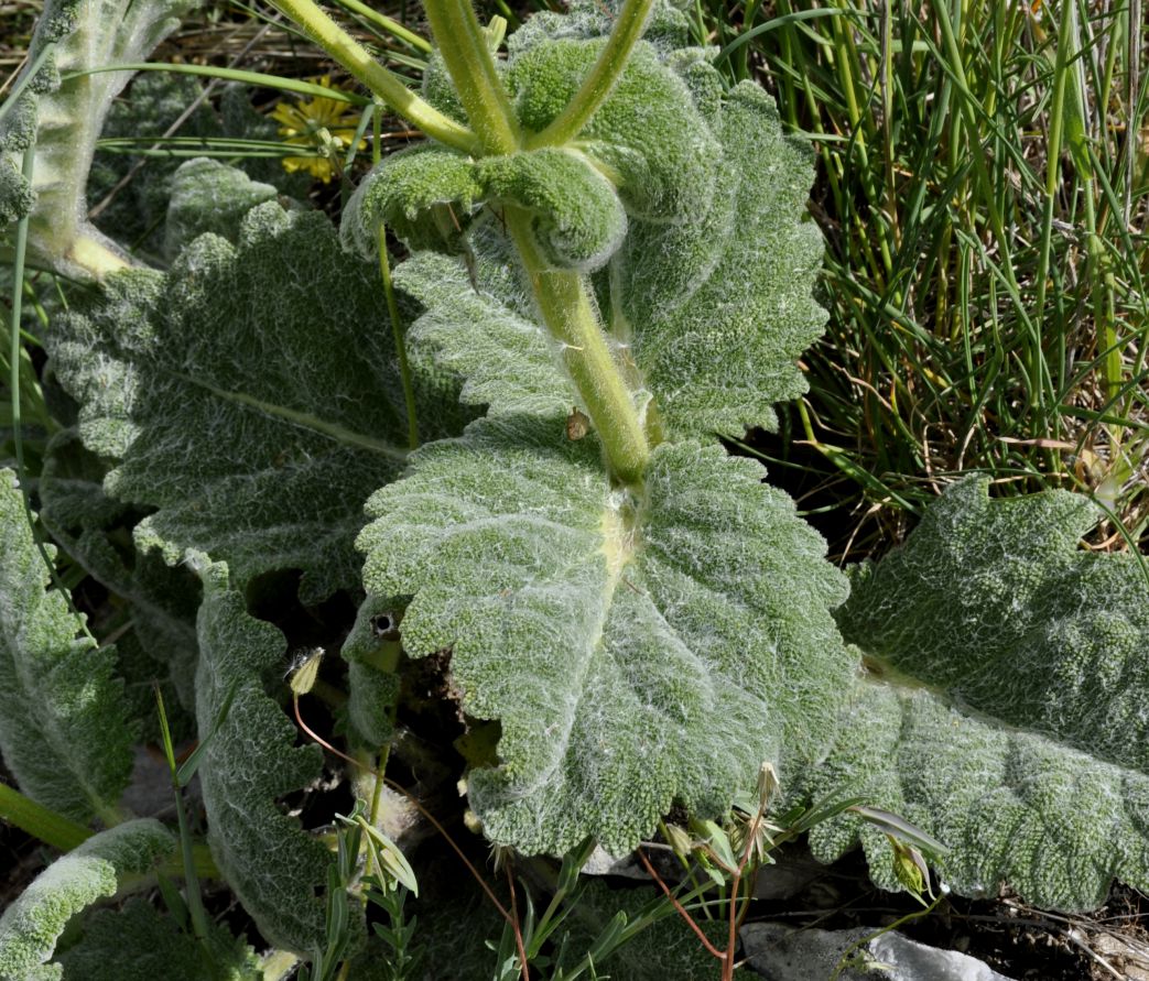 Изображение особи Salvia argentea.