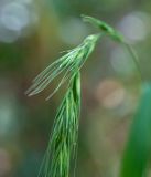 Elymus sibiricus