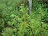 Juniperus communis. Верхушки ветвей. Ямало-Ненецкий автономный округ, Надымский р-н, пос. Приозёрный, правый берег р. Левая Хетта, сырой хвойно-мелколиственный лес. 14 июля 2016 г.