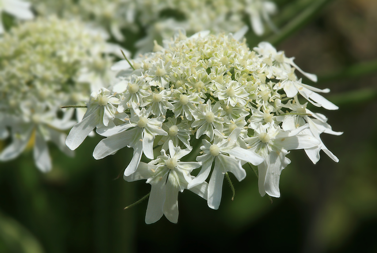 Изображение особи Heracleum moellendorffii.