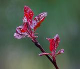 Malus niedzwetzkyana