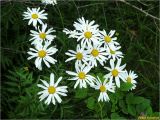 Pyrethrum clusii