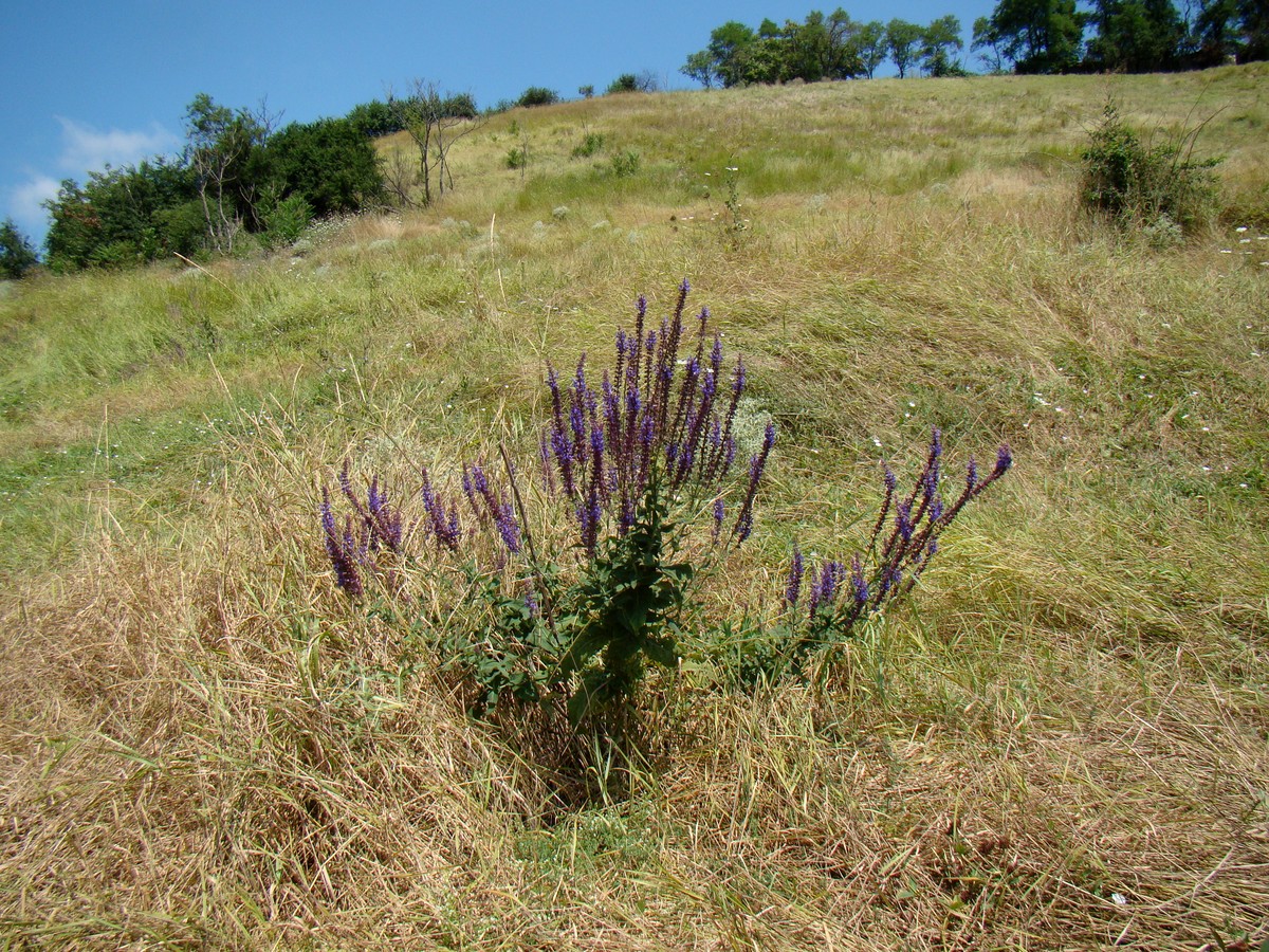 Изображение особи Salvia tesquicola.