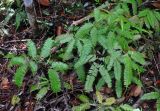 Dicranopteris linearis. Вегетирующие растения. Малайзия, штат Саравак, национальный парк Бако; о-в Калимантан, влажный тропический лес. 10.05.2017.