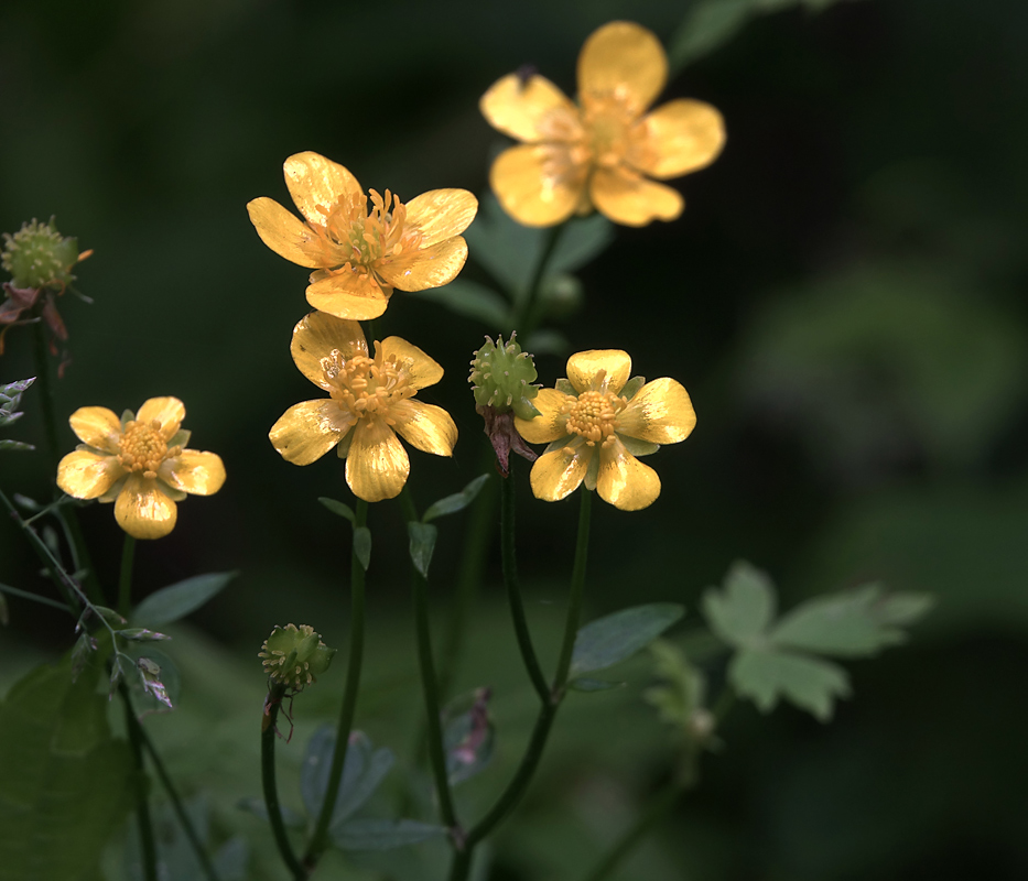 Изображение особи Ranunculus repens.