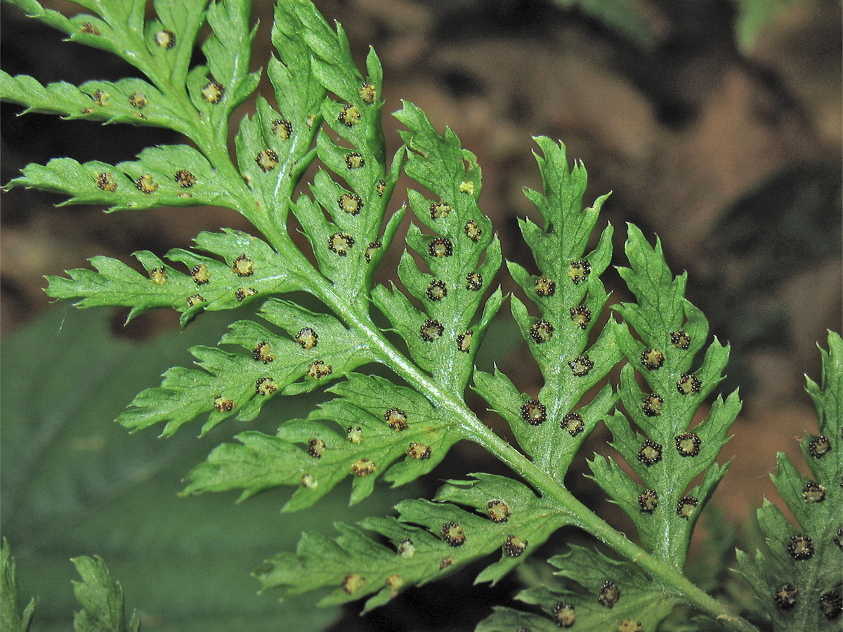 Изображение особи Rhizomatopteris montana.