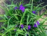 Tradescantia virginiana