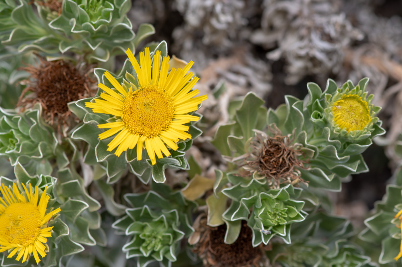 Изображение особи Asteriscus sericeus.