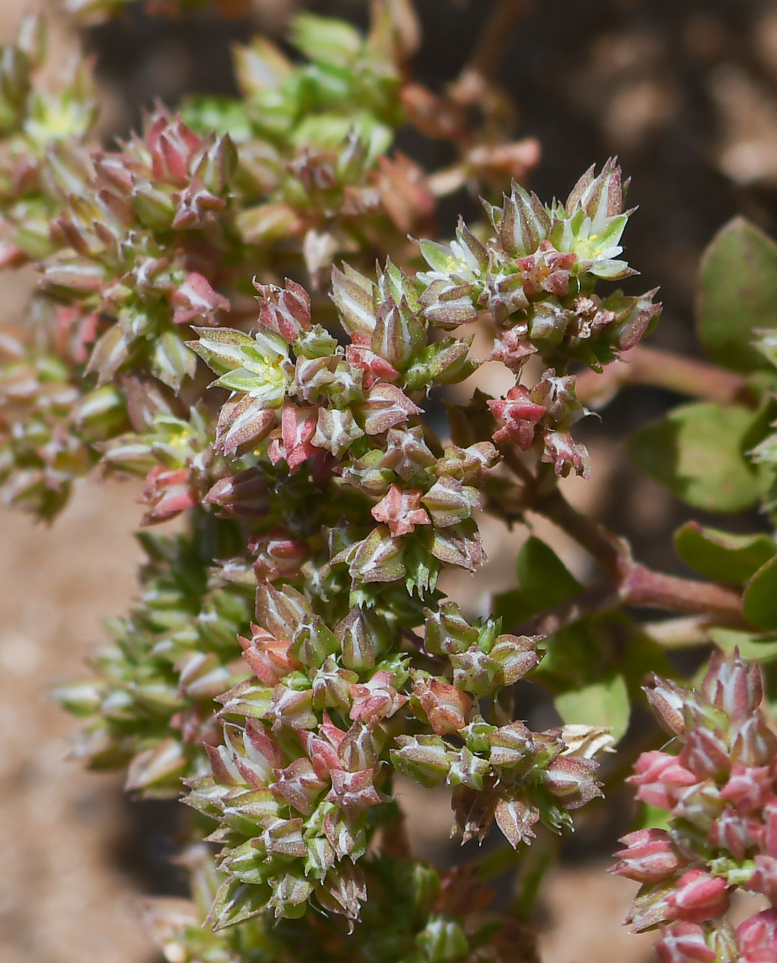 Изображение особи Polycarpon succulentum.