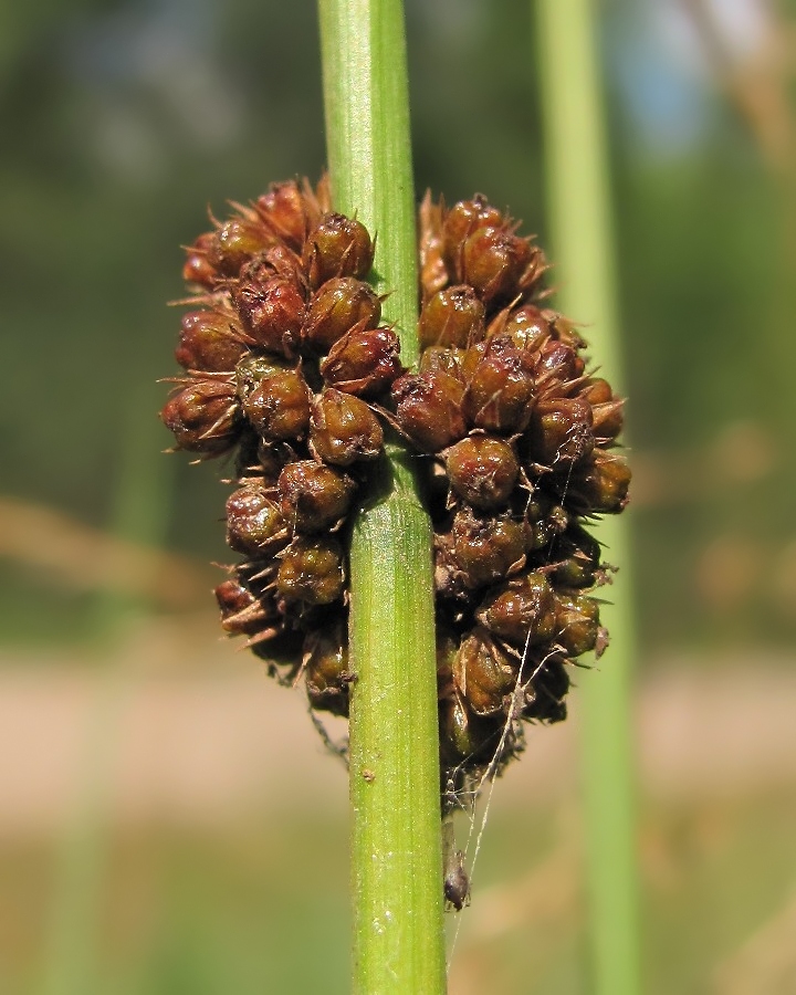 Изображение особи Juncus conglomeratus.