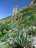 Eremurus lactiflorus