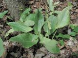 Arum maculatum