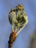 Sorbus domestica. Формирующееся соцветие и молодые листочки. Испания, автономное сообщество Каталония, провинция Жирона, комарка Баш Эмпорда, муниципалитет Калонже, рудеральное местообитание. 03.04.2021.