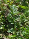 Erodium cicutarium