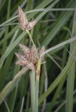 Bolboschoenus maritimus