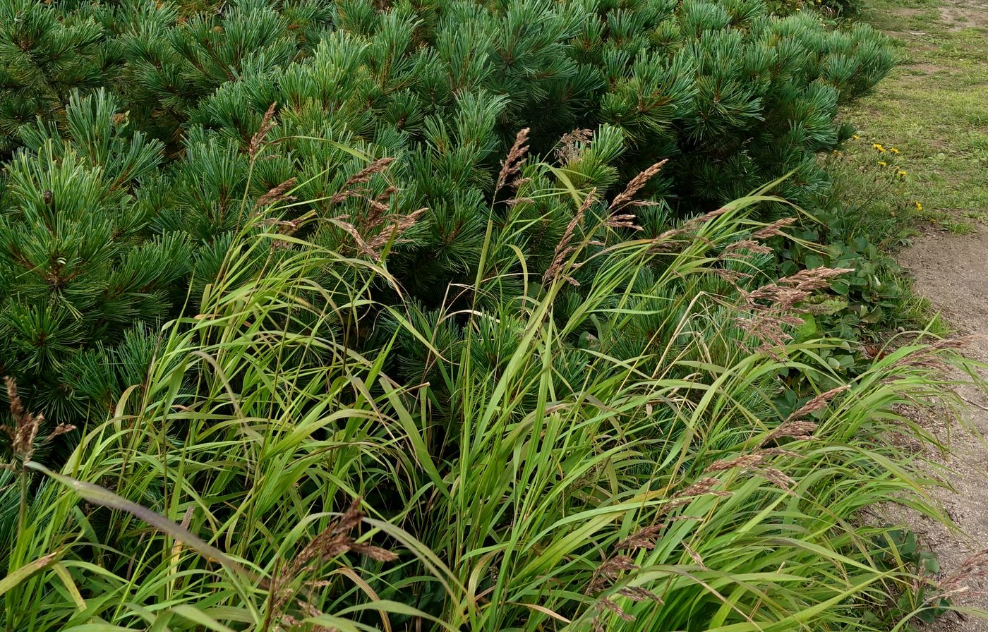 Изображение особи Calamagrostis purpurea.