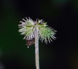 Sanicula europaea