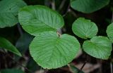 Viburnum furcatum