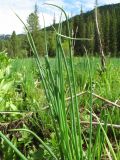 Allium schoenoprasum