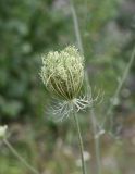 Daucus carota. Соплодие. Чечня, Шаройский р-н, левый берег р. Шароаргун, напротив устья р. Кенхи, обочина дороги. 12 августа 2023 г.