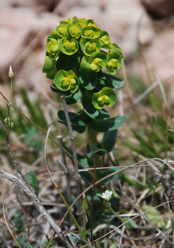 Изображение особи род Euphorbia.