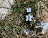 Lomatogonium carinthiacum. Цветущее растение. Таджикистан, Памир, восточнее перевала Кой-Тезек, 4200 м н.у.м. 02.08.2011.