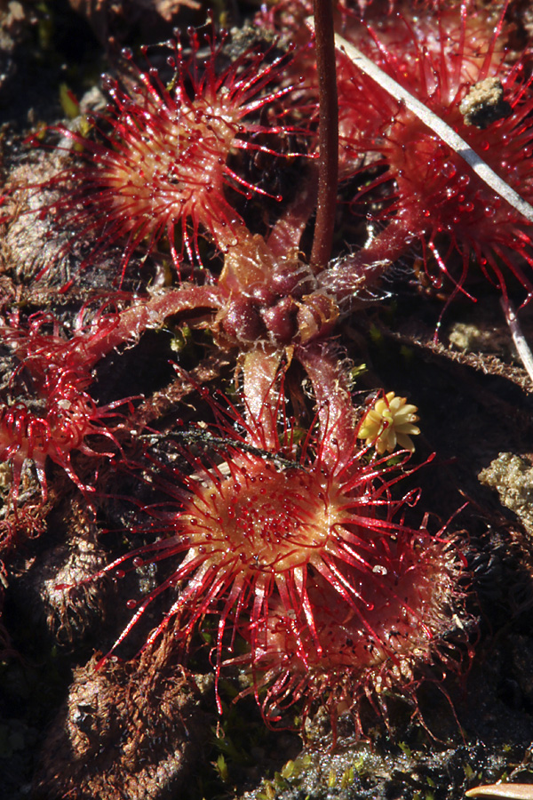 Изображение особи Drosera rotundifolia.