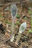 Pulsatilla patens. Расцветающее растение. Республика Татарстан, Волжско-Камский заповедник. 08.05.2011.