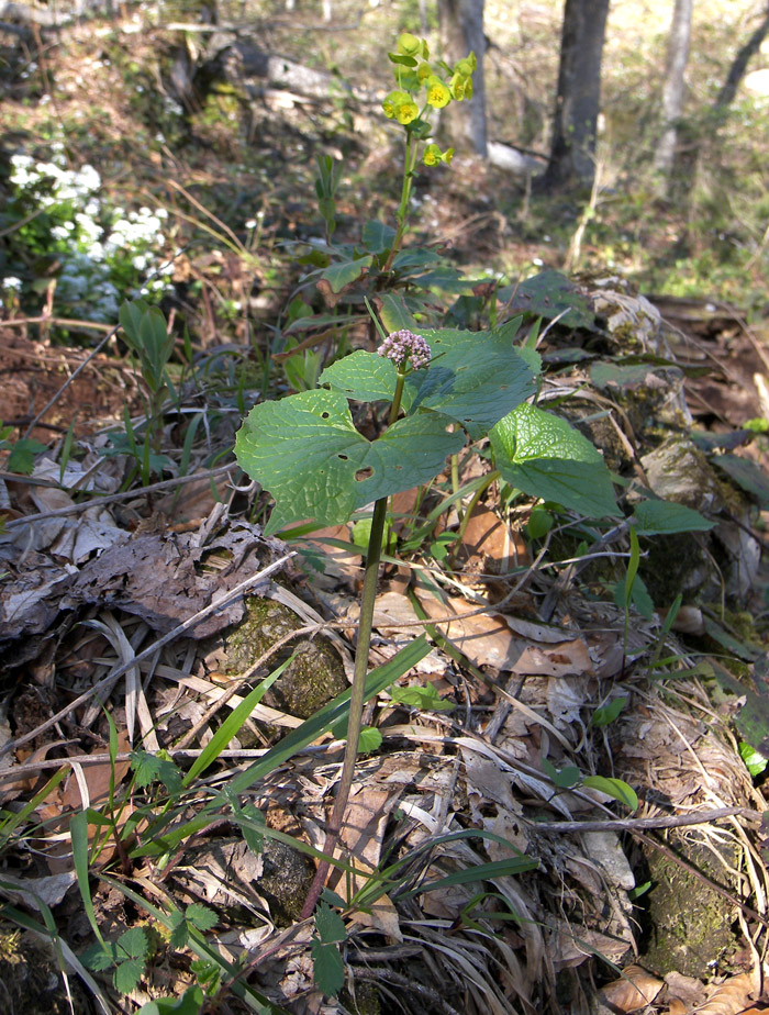 Изображение особи Valeriana tiliifolia.