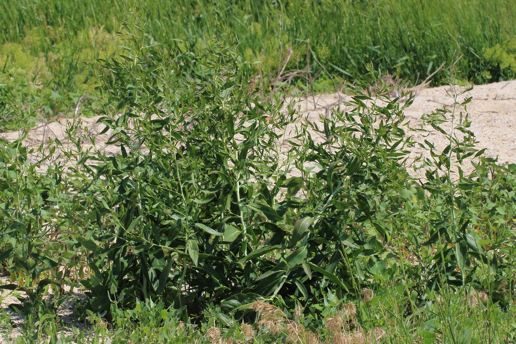 Изображение особи Lepidium latifolium.