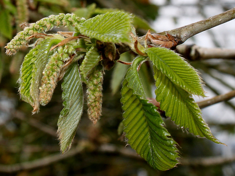 Изображение особи Quercus pontica.