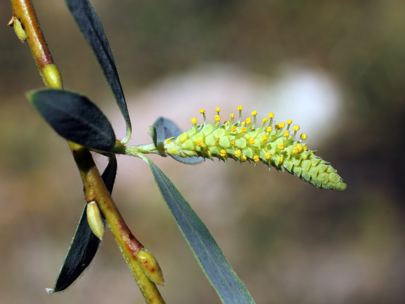 Изображение особи Salix niedzwieckii.