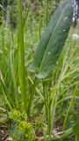 Rumex acetosa