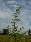 Scutellaria galericulata